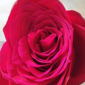 Meet your Posher, Thangam